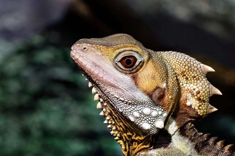 Dragon sanctuaries